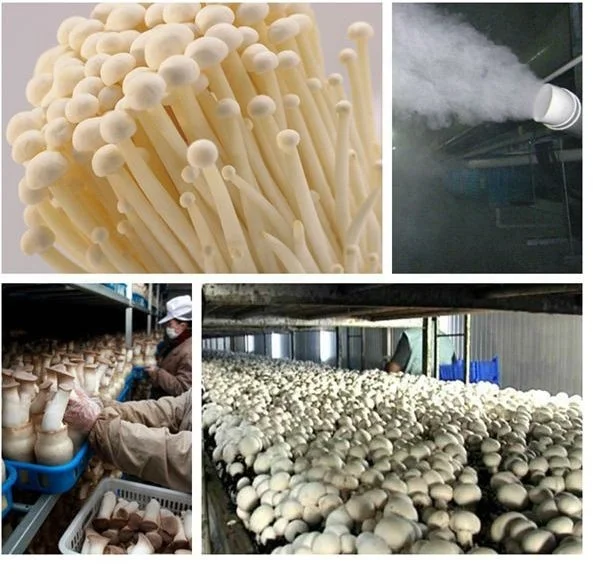 Kingfit 3HP mushroom climate unit for small mushroom chamber