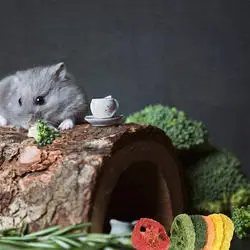 100% natural loofah molars piece Rabbit hamster Chinchillas Dutch pig chews clean teeth