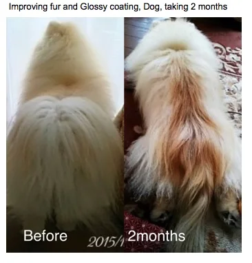 Agaricus extract dog products pet accessories health care supplements