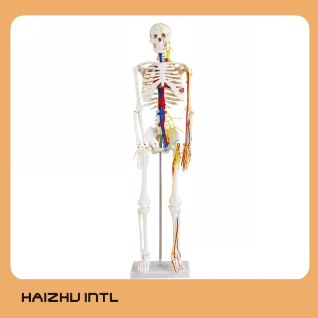 Human Skeleton Model, Skeleton Anatomy Model, Skeleton 3D Model