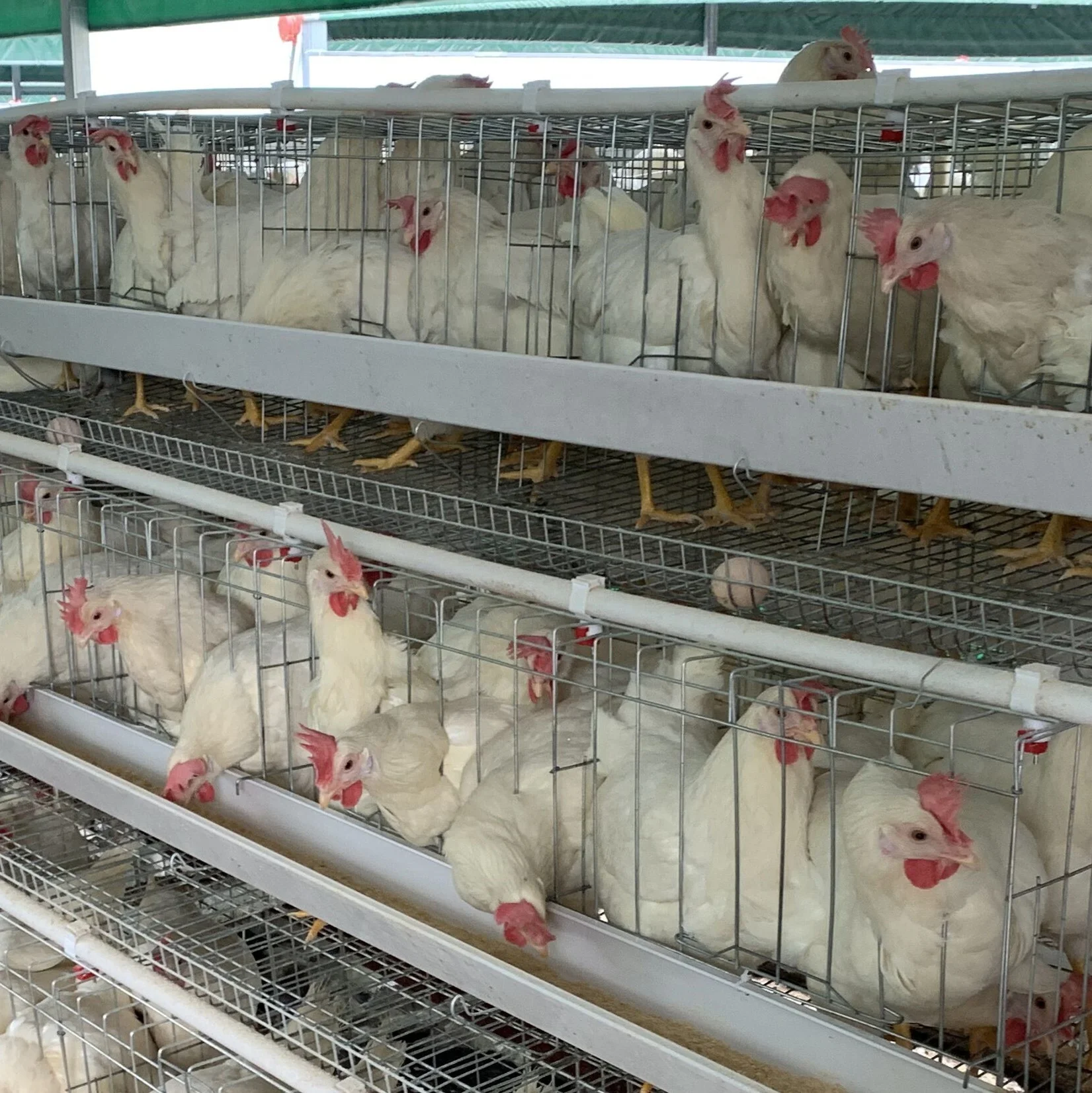 Wholesale Automatic Hot-DIP Galvanized Steel Material Hen Broiler Chicken Cage
