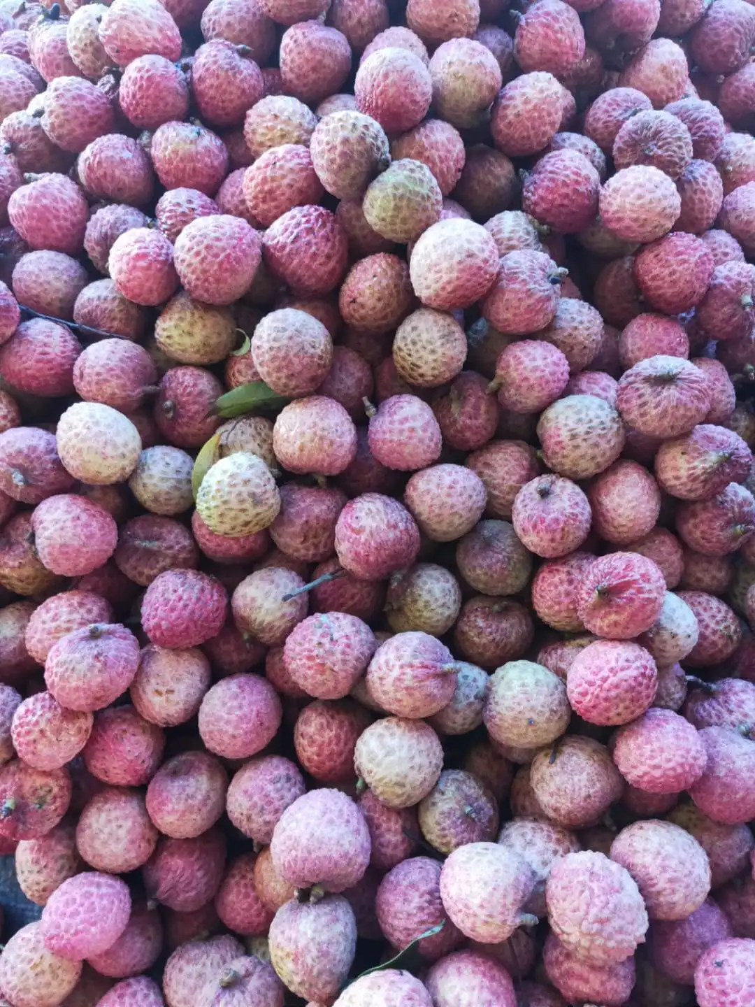 
Fresh Lychee for saling 