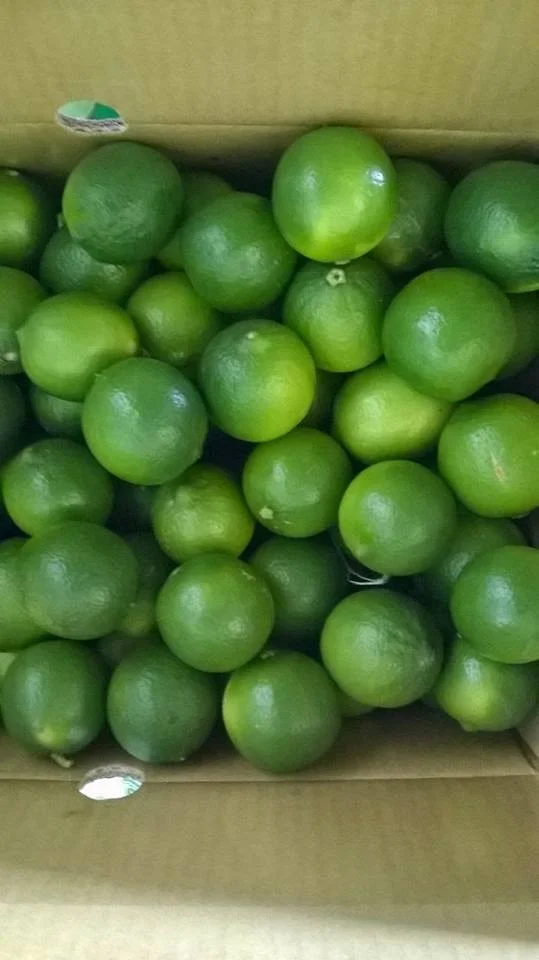 2022 Wholesale Fresh lemon/Fresh Green Seedless Lime and High Juicy Fresh Lime Seedless Origin Vietnam with Packing Box