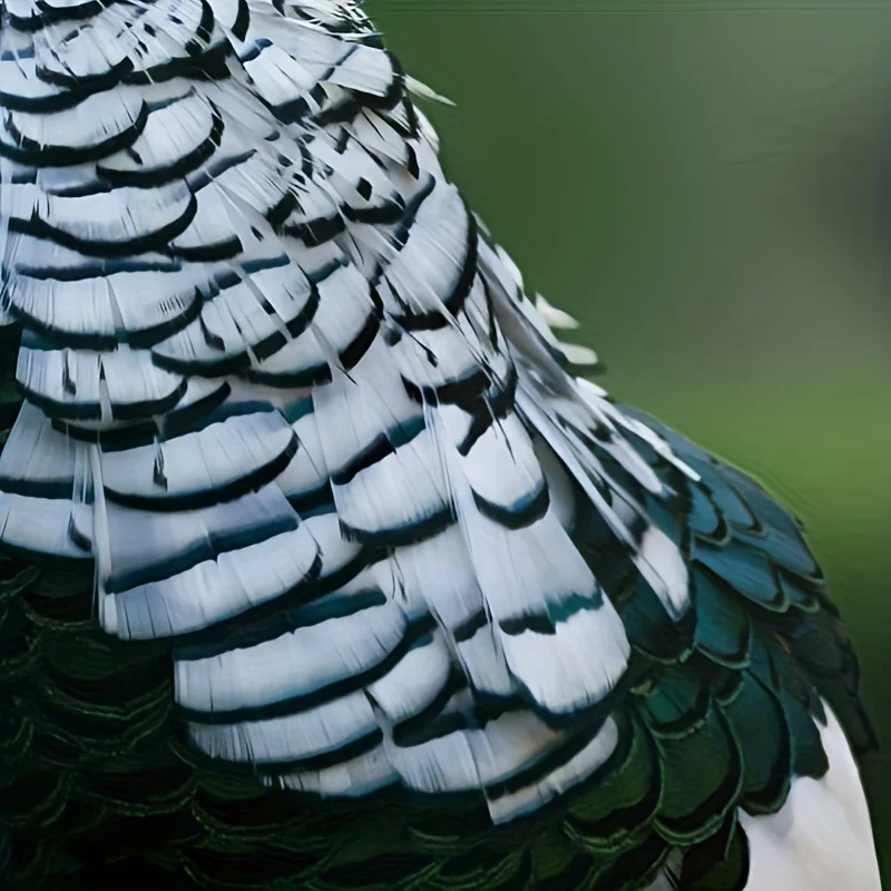 NATURAL WHITE Lady Amherst Pheasant Tippet Feathers, 5-7cm Natural Feathers For Wedding Decorations