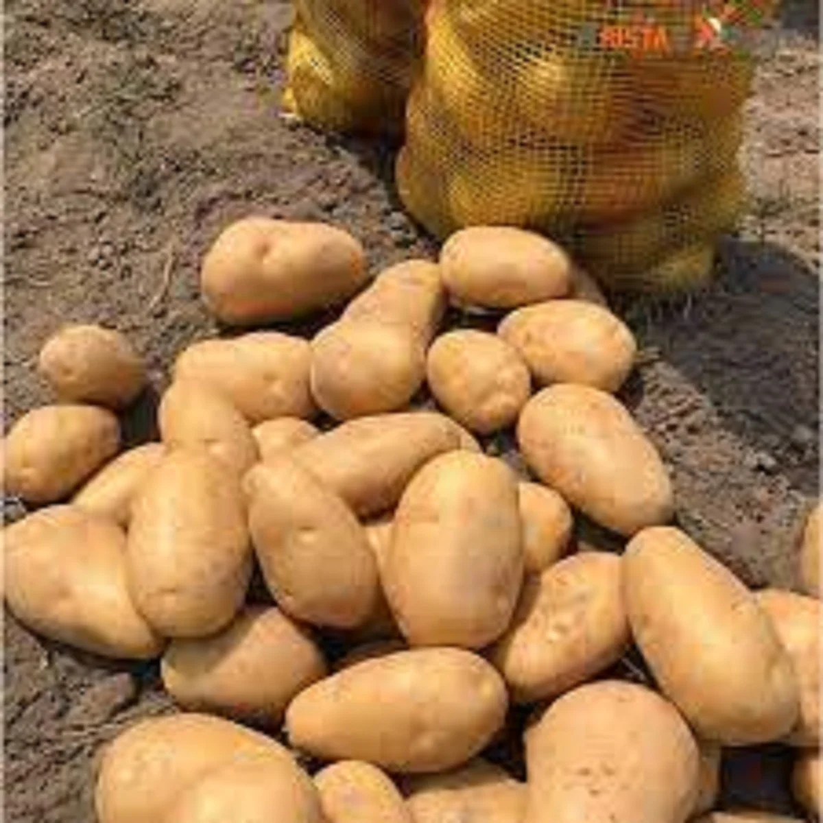 
Fresh Potato in Wholesale rate 