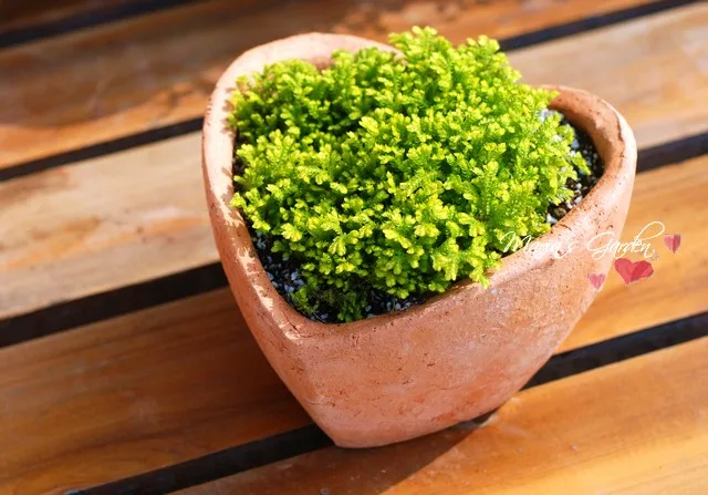 
Heart shaped terracotta planters wholesale 