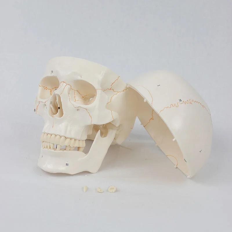 Good Quality Medical Human Skull Model 20*14.5*17.5CM Marked Digital Bone Suture Head