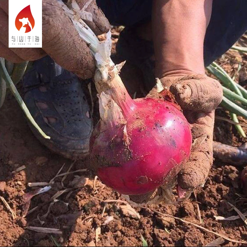 2022 New pure food onion cheap bulk price ton fresh red onions