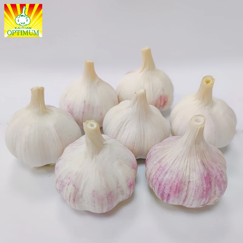 High quality factory direct sales 5.0cm 6.0cm fresh normal white garlic (1600270699004)