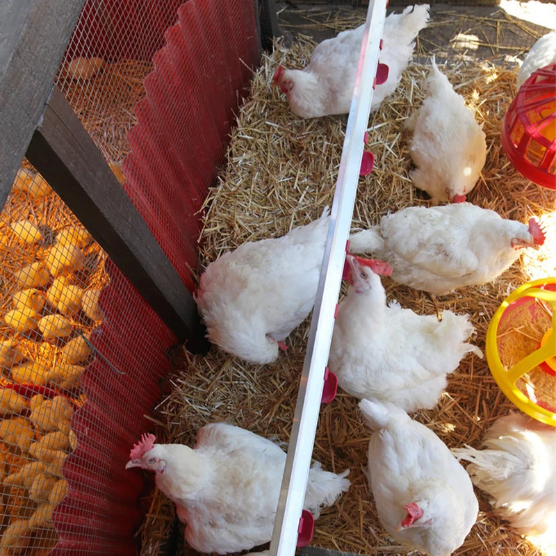 2024 Automatic Chicken Feeder Trays Poultry Farming Animal Feeders with Convenient Automatic Feeding System