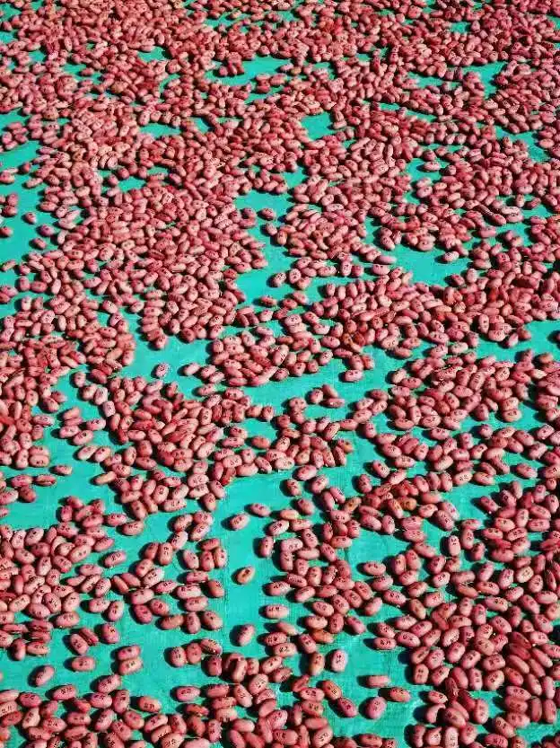  Деревянная коробка magic bean crafts с буквами может расти после посадки.