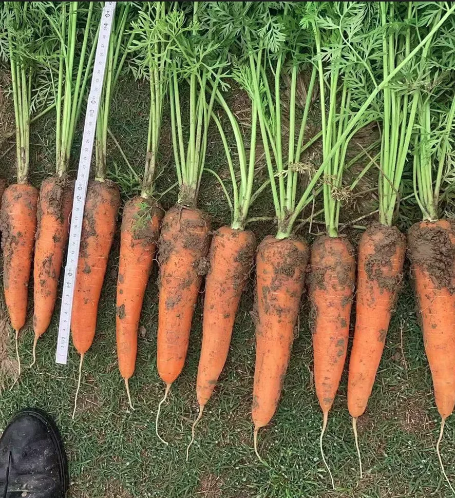 Carrot in China Fresh Crop Best Quality