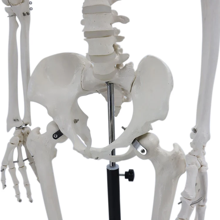 
170 cm teaching model medical skeleton model anatomical human anatomy of a human skeleton 