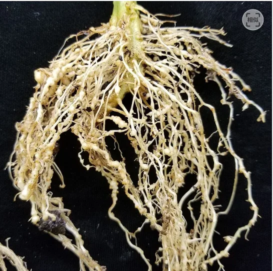 Bio pesticide with Trichoderma and Paecilomyces lilacinus for healthy root and soil