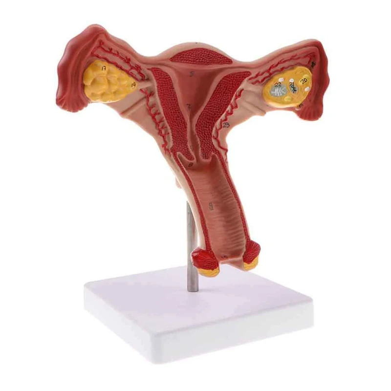 Medical Anatomy Female Reproductive Organ Model, Female Uterus Model For Medical Science