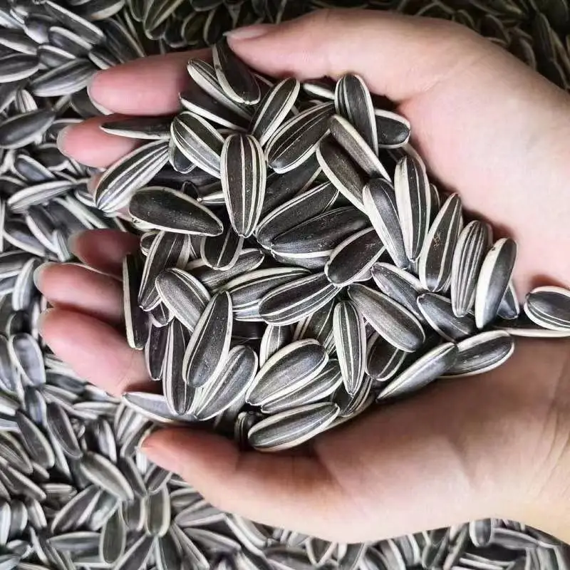 Organic Sunflower Seeds Black Wholesale Best Quality Chinese Sunflower Kernel with Market Price