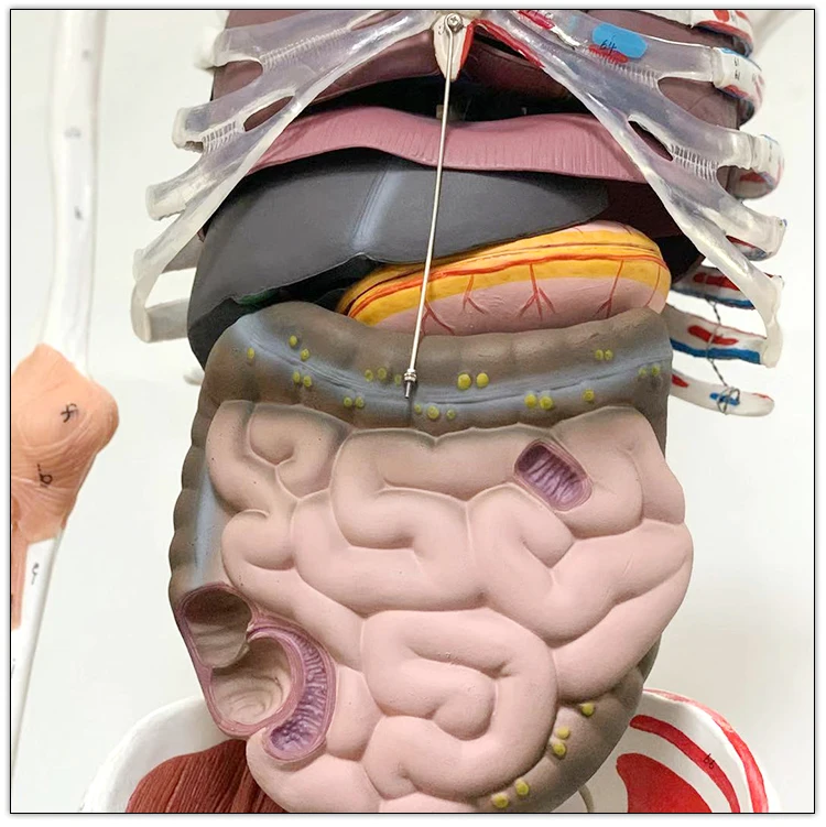 Visceral model of muscle ligament with starting and ending point of muscle in human skeletal model