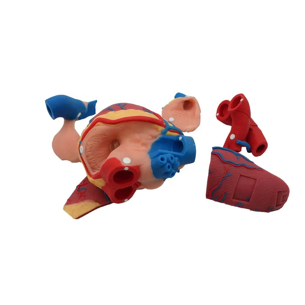 Soft Cattle Heart Silicone Model for Veterinary Anatomy Teaching