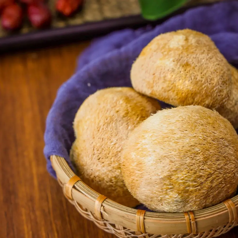 AD mushroom lions mane High quality deep mountain nourishing large lions mane mushroom Hericium erinaceus