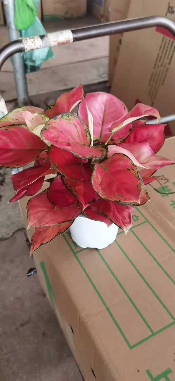 
Geely Red Aglaonema live plant direct from supplier 
