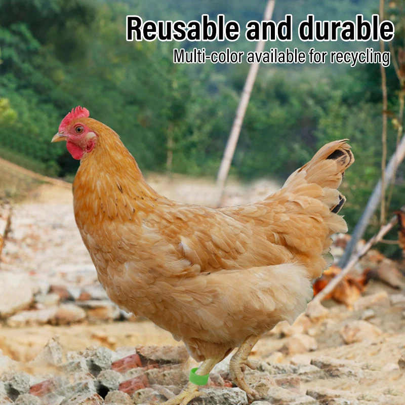 Новинка стильные кольца на щиколотке с застежкой без слов куриная утка краем опознавательный знак для ног птицы