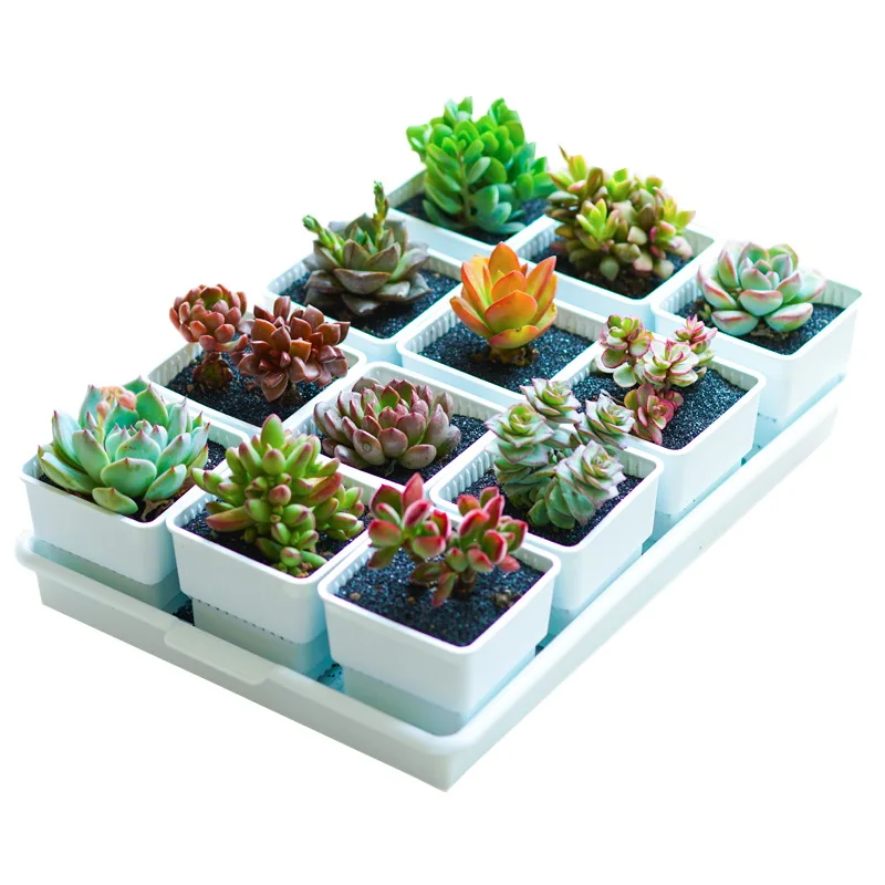 succulent root control pot plastic cactus nursery container