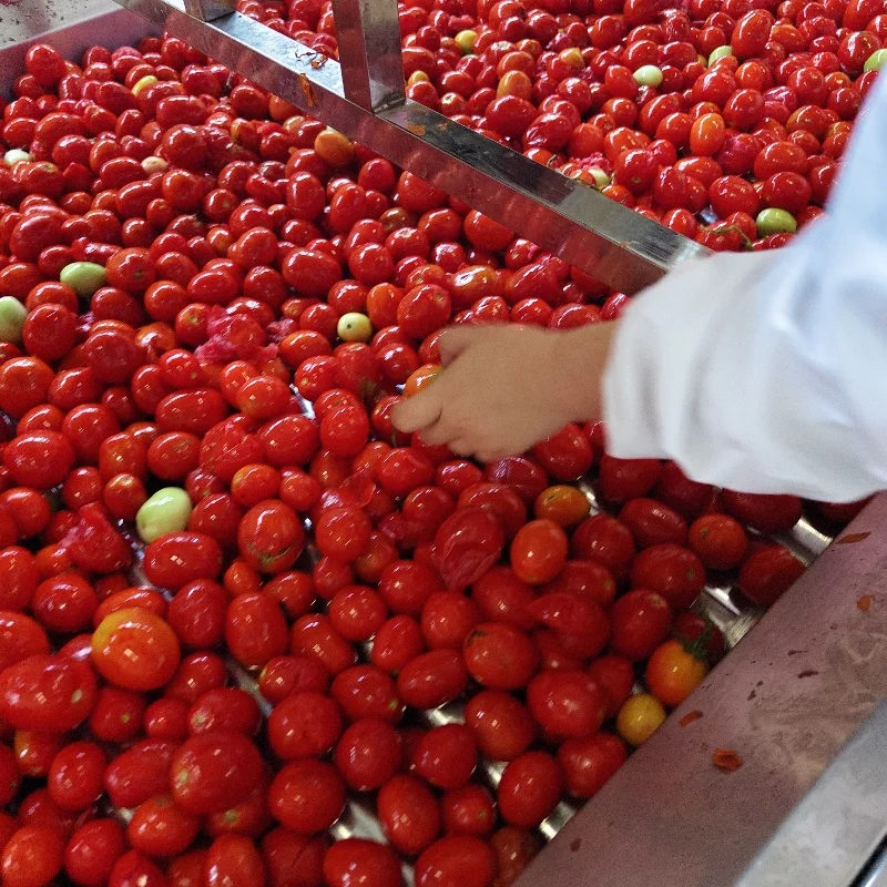 Tomato Paste China Factory Tomato Paste 70g Canned Tomato Paste 28-30% Brix