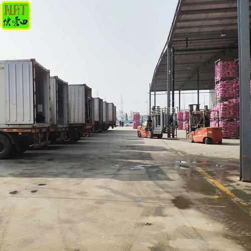hot sale 5.5cm normal white garlic wholesale for export top grade 10/20 kg mesh bag / carton garlic with GLOBAL GAP & Haccp