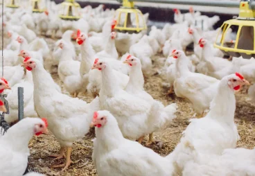 Manufacturer Wholesale Pure Organic Oregano Essential Oil Bulk Supply Wild Origanum Vulgare Extract Certified Quality from China