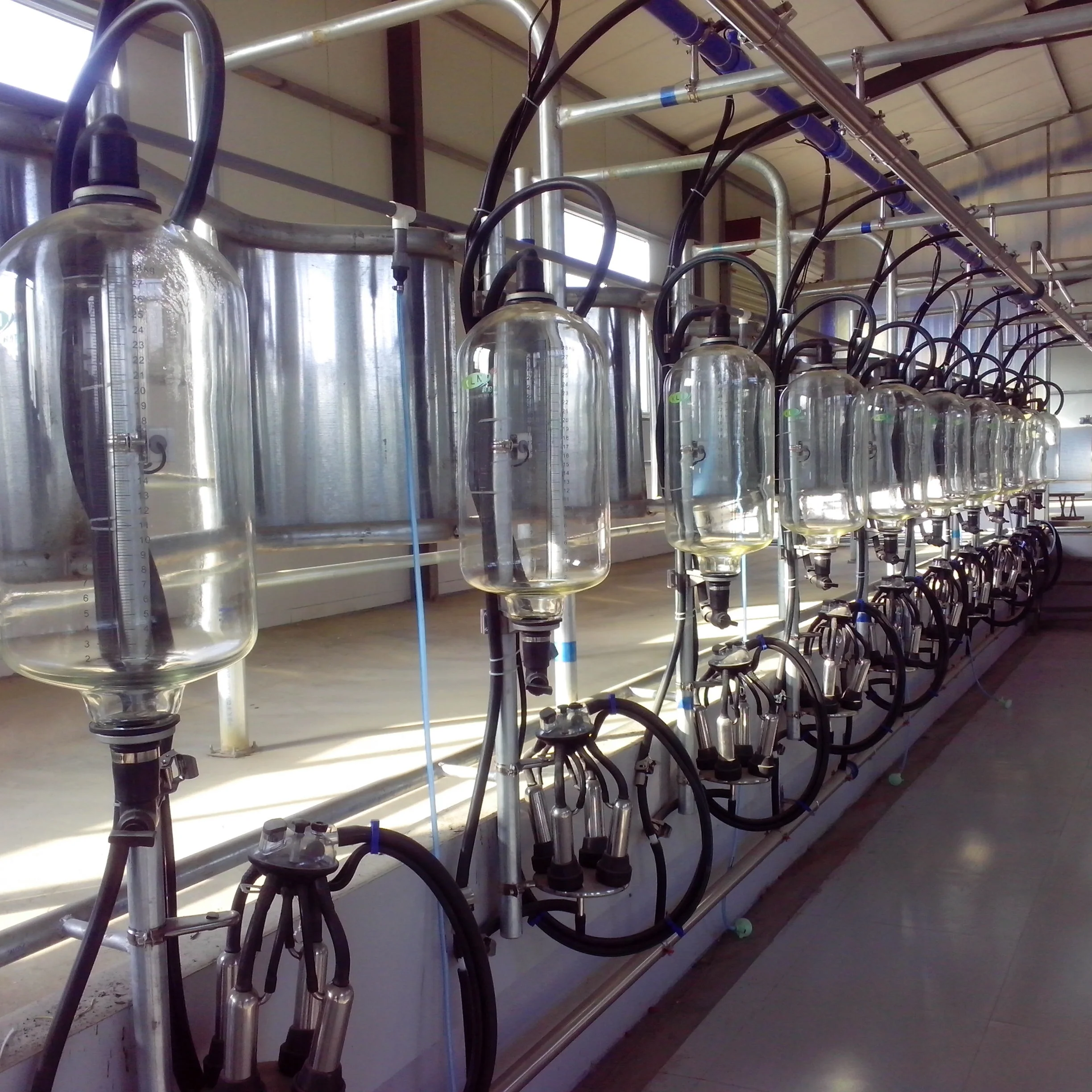 Cow camel 9jy 2*6 type herringbone milking parlors for farms