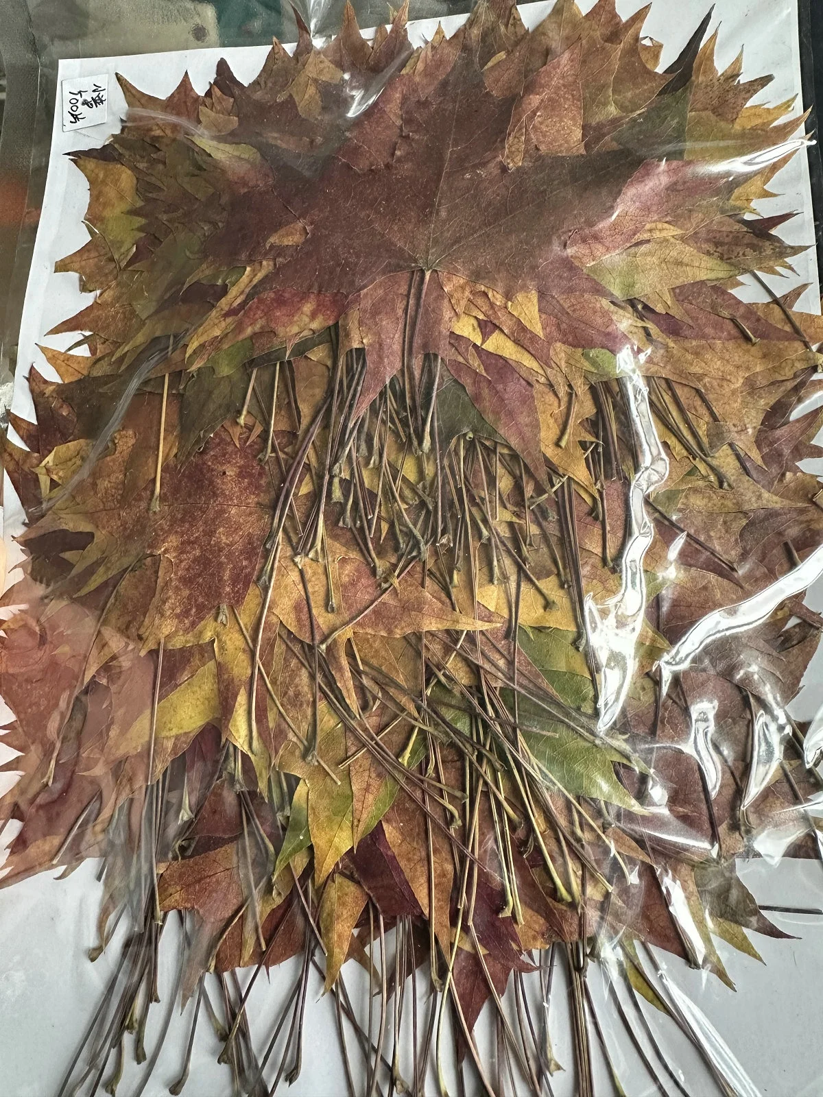 500pcs/pack Sweetgum Autumn Leaf Pressed Botanical Pressed Leaves For Photo Frame Epoxy Resin