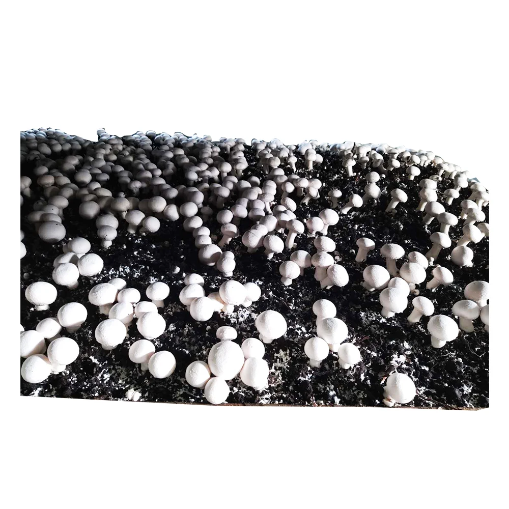 
Hot Sale Low Price High Quality button Mushroom Agaricus Bisporus Mushroom Spawn 