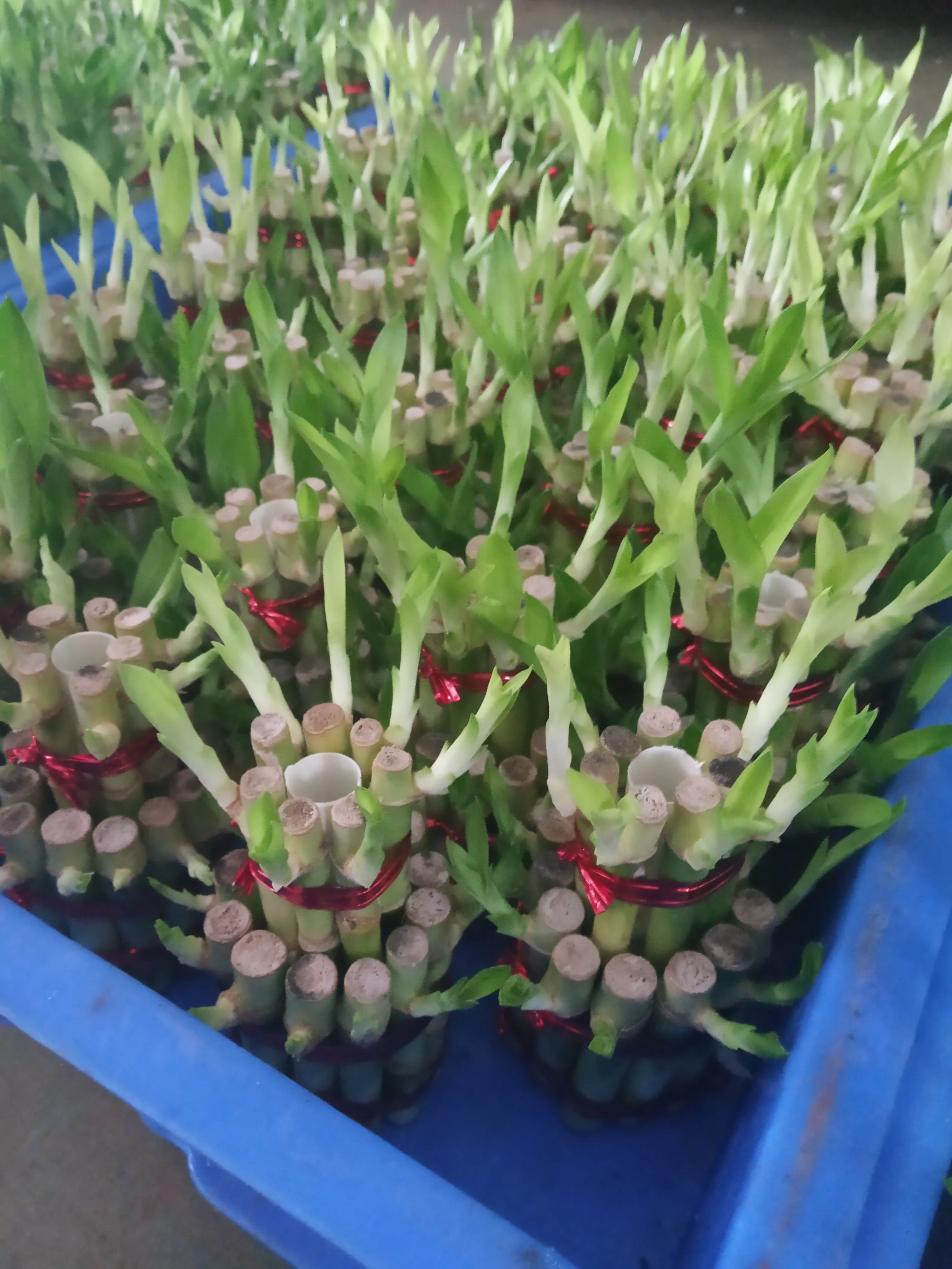 
small 2 Tower Bamboo Good Lucky Bamboo Decoration 