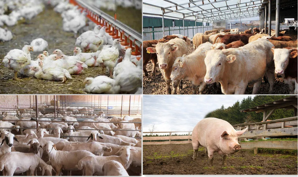 Methionine Selenium Feed additive Selenium Methionine Trace Element selenium Supplementation