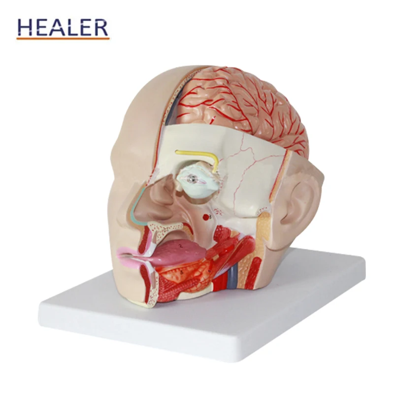 Life-size Plastic Head Models Attached Cerebral Artery Natural Large 4-Part Middle Brain Model Anatomy
