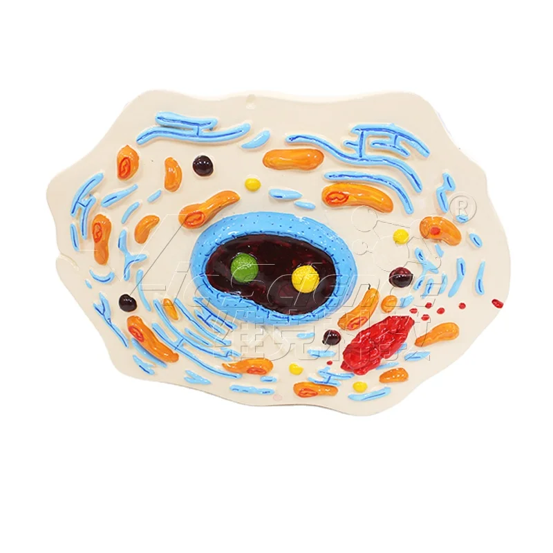 Cell submicrostructure model biology teaching model anatomical model laboratory and school equipment