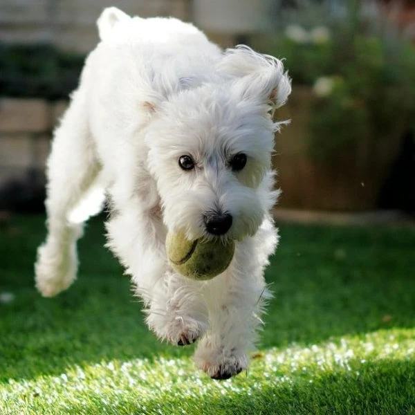 Free sample Manufacturer Outdoor Use Synthetic Turf artificial Lawn For Park Landscaping Artificial Grass