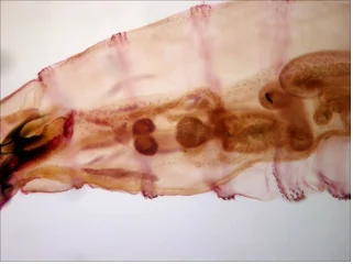 BestScope BPM-1080H 10x-200x Portable HD Digital Microscope for Education and Industrial Inspection