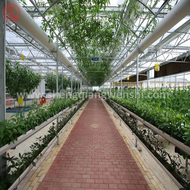 Большой размер клубника гидропоники системы стекло парниковых для продажи