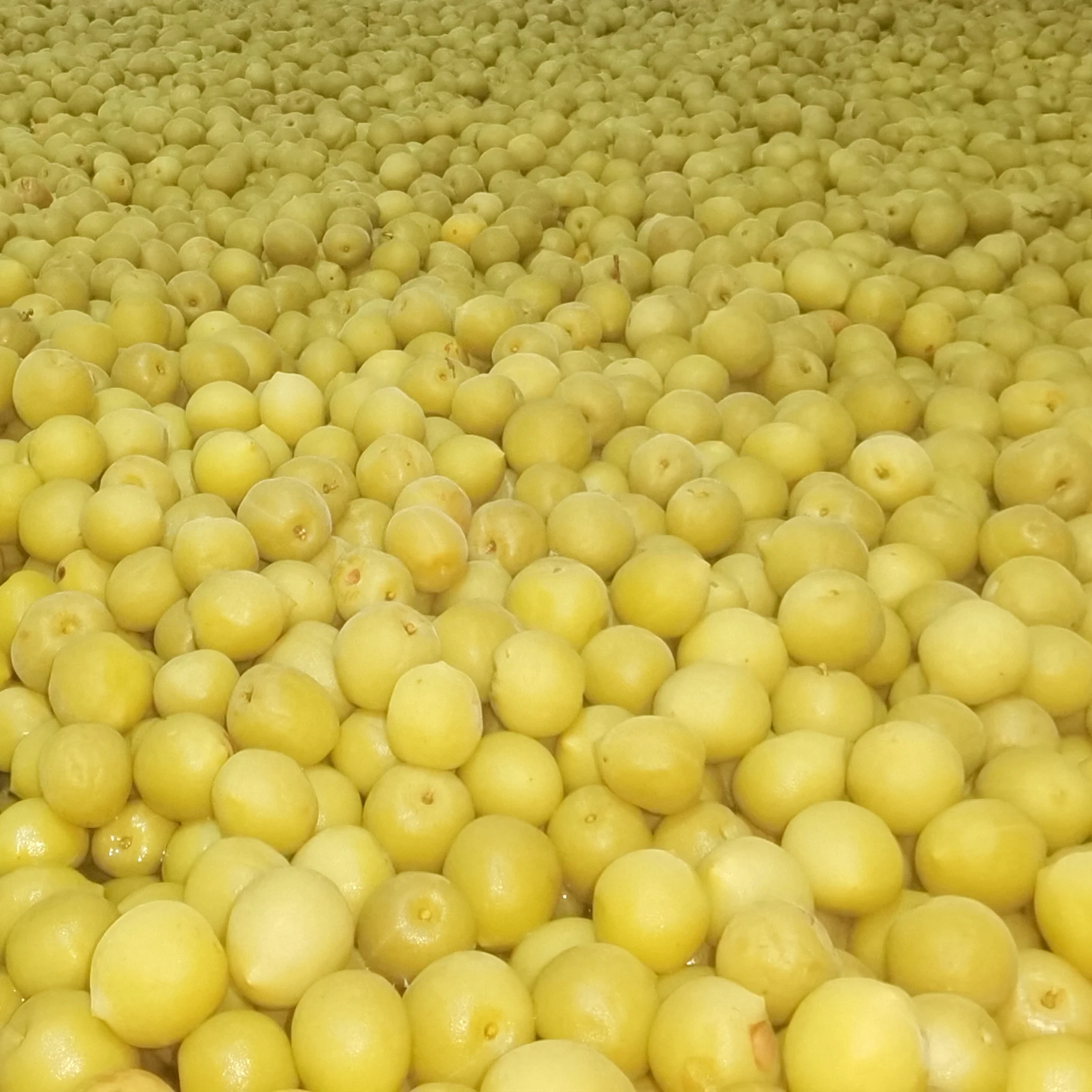 Диетическая Слива зеленый китайский сладкий и кислый вкус Сушеные сливы консервированные сушеные черносливы