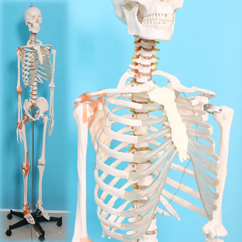 An adult skeleton model of joint collateral ligament