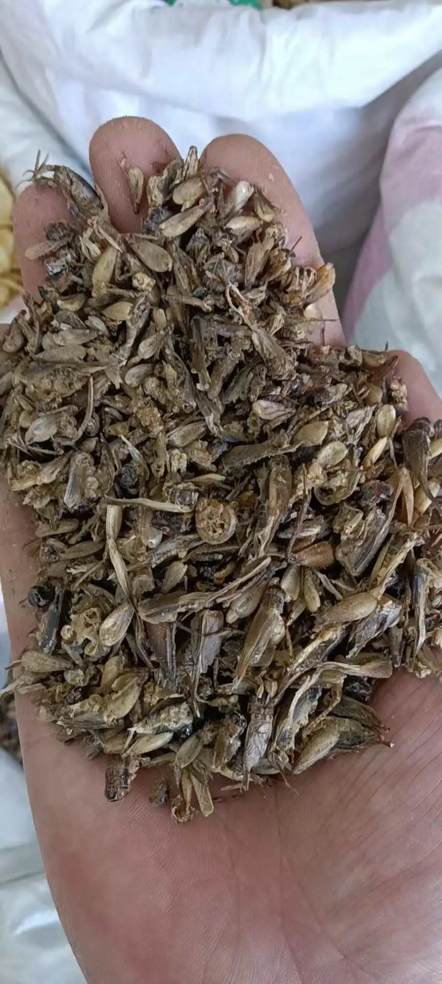 Limited Time Promotion Factory Wholesale Price Clean High Protein Wholesale Freeze Dried Crickets