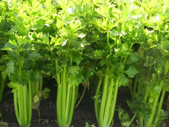 
High quality cytokinin Plant Growth Regulator GA3 90%TC 