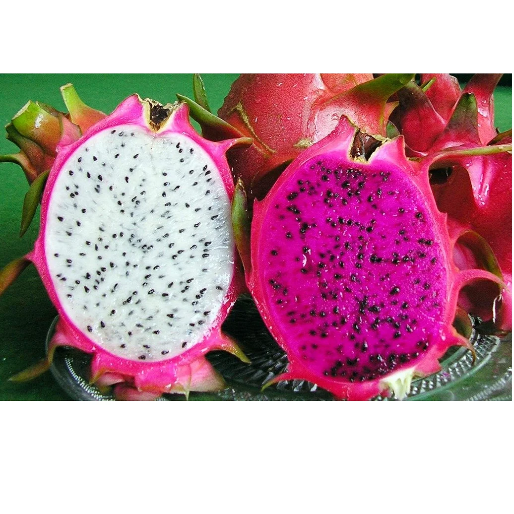 
Fresh red/ white dragon fruit made in Vietnam with high quality 2021 