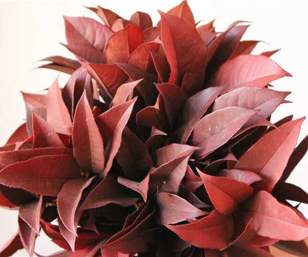 Preserved Osmanthus branches for  Home flower arrangement and Garland decoration