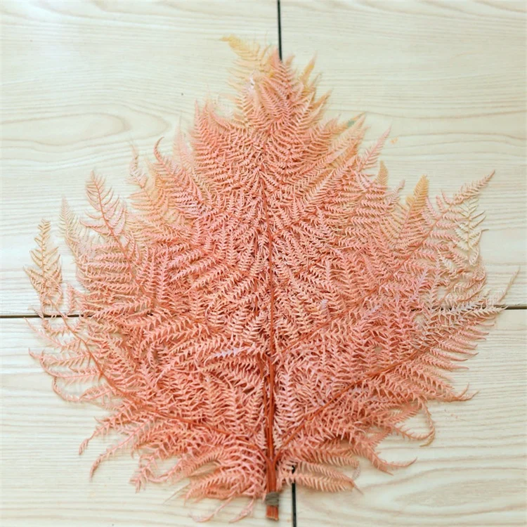 
2020 Amazon Hot sale Home decorative flowers Big Fern Leaf Real Natural Preserved flower Fern leaves 