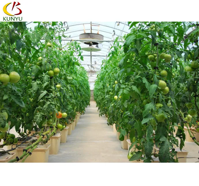 Complete Garden Hydroponic Tomato Dutch Bucket Growing system with automatic irrigation hydroponics equipment