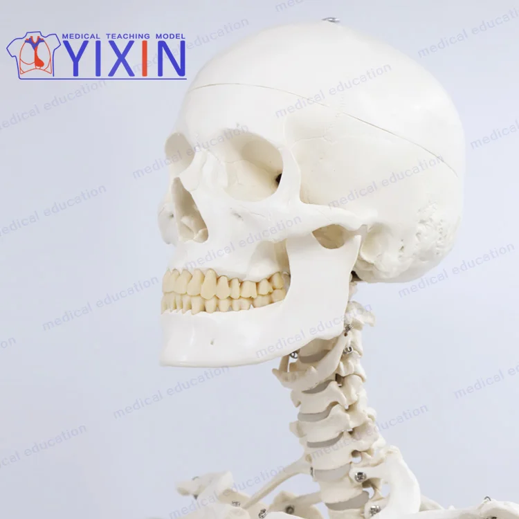 170cm skeleton model, articulated, w/nerve and prolapse