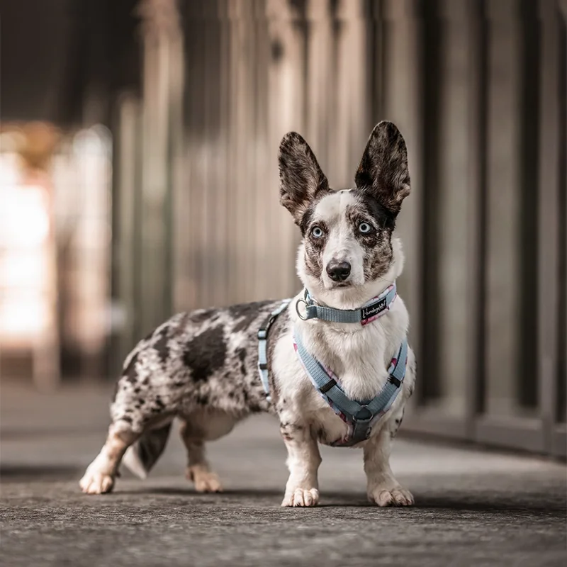 Cordura Fabric Pet Harness 3M Reflective Lightweight Breathable Harness High-Strength Adjustable and Durable Harness for Big Dog
