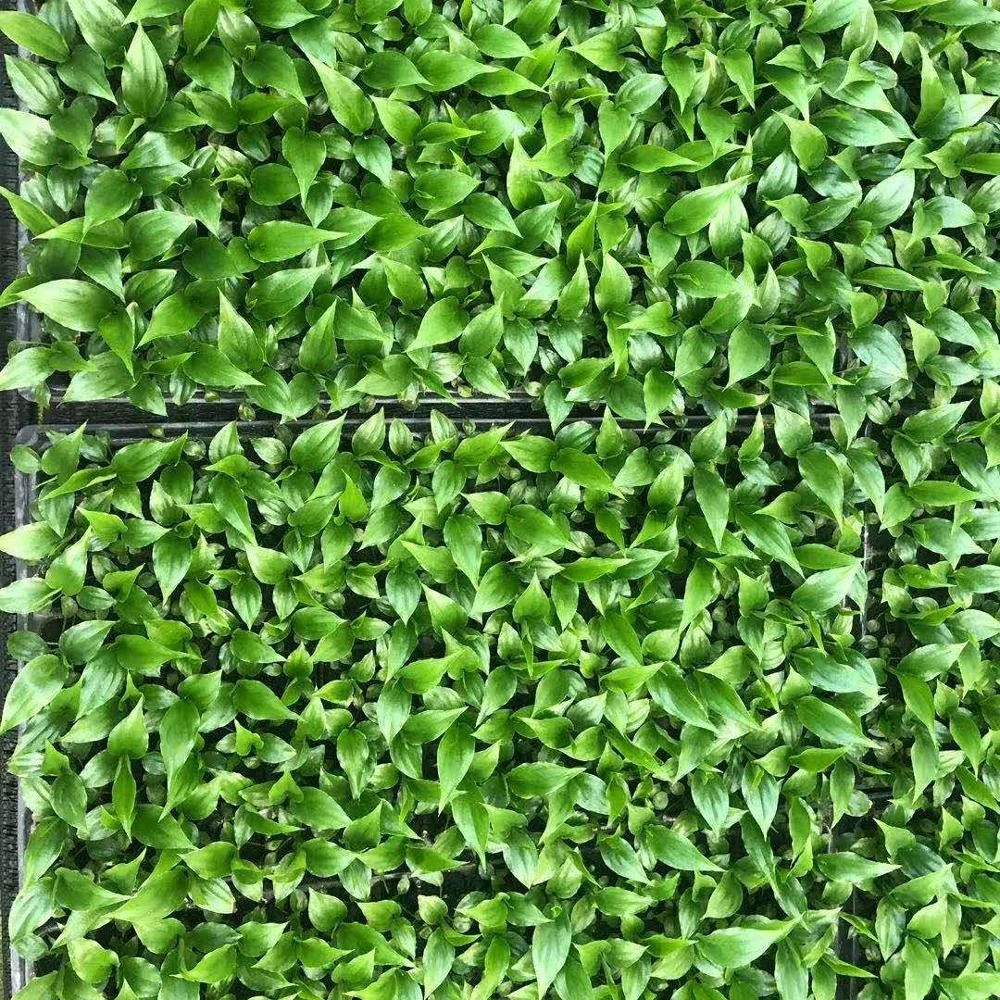 Factory price Tissue culture artificial seedlings Plant seedlings Princess White Palm